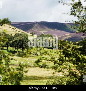 Heather bedeckte Hügel bei Kinder Scout im Peak District in Derbyshire, England Stockfoto