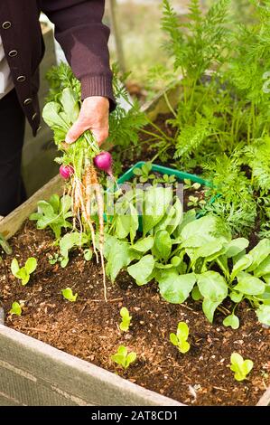 Ein Rentner kann frisches Salatgemüse, das in einer erhabenen Holzpflanze in Wiltshire England UK angebaut wird, leicht pflücken Stockfoto