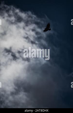 Weißkehlige Habicht - Buteo albigula, schöner Greifvogel aus Andenbergen, Antisana, Ecuador. Stockfoto