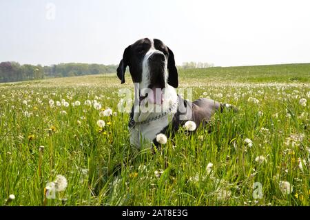Ein großartiger Dane, der auf einem grünen Feld liegt Stockfoto