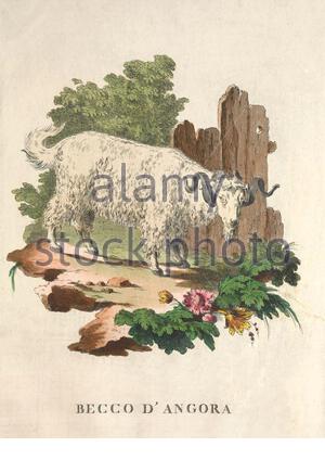 Angora-Ziege, farbige Illustration aus dem Jahr 171 Stockfoto