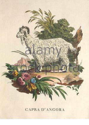 Angora-Ziege, farbige Illustration aus dem Jahr 171 Stockfoto