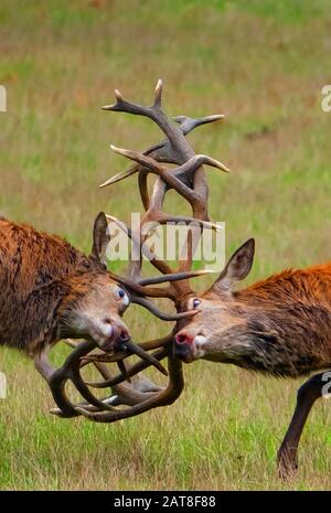 Rotwild (Cervus elaphus), zwei kämpfende Rotwild stampfen in der Auszeit, Seitenansicht, Deutschland, Nordrhein-Westfalen, Sauerland Stockfoto