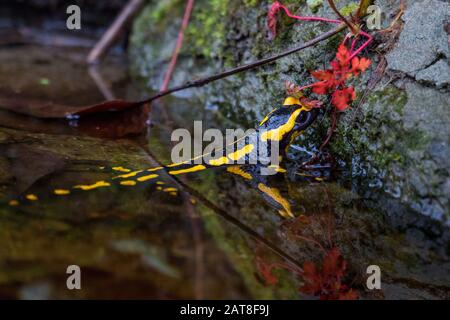 Europäischer Feuersalamander (Salamandra salamandra), an Ufer an einem Waldteich, Schweiz, Sankt Gallen Stockfoto