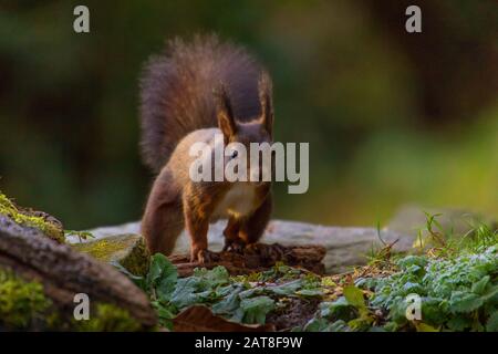 Europäisches Rothörnchen, Eurasisches Rothörnchen (Sciurus vulgaris), auf dem Futter im Wald, Schweiz, Sankt Gallen Stockfoto