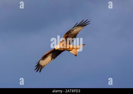 Roter Kite (Milvus milvus), im Flug in blauem Himmel, Schweiz, Sankt Gallen Stockfoto