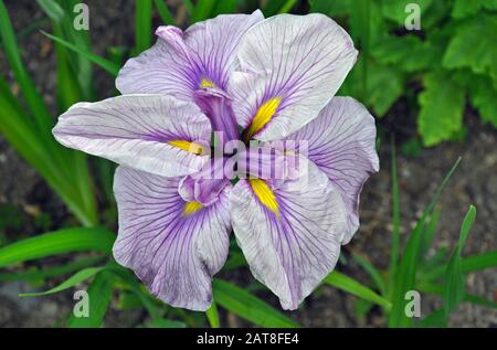 Nahaufnahme der schönen lila und gelben Irisblume in voller Blüte Stockfoto