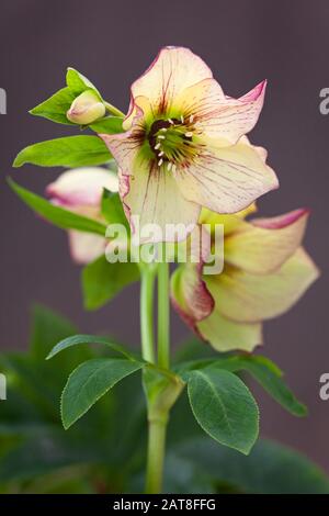 Hellebores in North Lincoln, Großbritannien. Winter, Januar 2020. Stockfoto