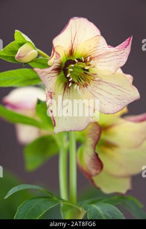 Hellebores in North Lincoln, Großbritannien. Winter, Januar 2020. Stockfoto