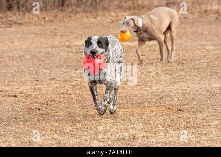 Schwarz-weiß gepunkteter Hund, der einen roten Ball zum Betrachter trägt, mit einem anderen Hund auf dem Hintergrund Stockfoto