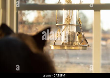 Goldfinch im Wintergefeder beim Vogelzubringer, der Sonnenblumensamen isst, während eine Katze es durch das Fenster beobachtet; Fokus auf den Vogel Stockfoto