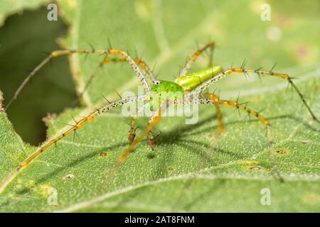 Männliche grüne Lynx-Spinne auf einem Sonnenblumenblatt Stockfoto