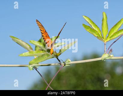 Golf Fritillary Schmetterling, der Eier auf einem Passionveblatt anlegt, mit einem Ei, das dahinter sichtbar ist, und zwei weitere auf dem Blatt auf der rechten Seite Stockfoto