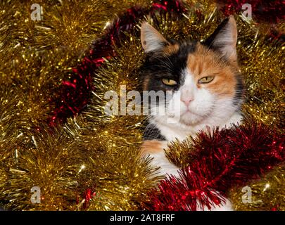 Schöne Calico-Katze inmitten von goldenem und rotem Tinsel Stockfoto