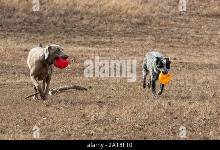 Zwei Hunde, die Bälle tragen und zum Betrachter hinauflaufen, auf trockenem Winterrasen Stockfoto