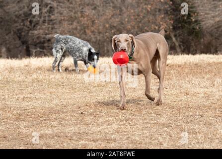 Weimaraner Hund trägt einen roten Ball zum Betrachter, mit einem anderen Hund auf dem Hintergrund Stockfoto