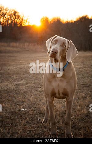 Der junge Weimaraner Hund blickt mit einem gekippten Kopf auf den Betrachter, mit Sonnenuntergang auf dem Hintergrund Stockfoto