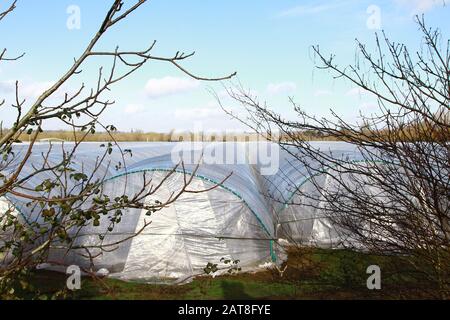 Polytunnels für den Obst- und Gemüseanbau in Oxfordshire, England, Großbritannien. Polytunnels ermöglichen es den Landwirten, das ganze Jahr über Obst und Gemüse zu produzieren, da die Poly-Tunnel Schutz vor widrigen Witterungsbedingungen wie Frost, Schnee und starken längeren Regenfällen bieten. Die Tunnel können auch Ernten vor intensiver Hitze schützen. Gut für die Produktion außerhalb der Saison oder die Verlängerung der Saison. Produktivität. Lebensmittelproduktion in einem Mikroklima. Stockfoto