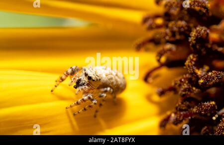 Winziger kleiner Pfefferiger Pullover auf einem Sonnenblumen-Blütenblatt in der Sommersonne Stockfoto