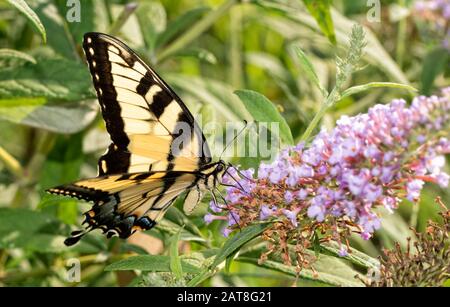 Osttiger Schwalbenschwanz Schmetterling Fütterung auf hellvioletten Schmetterlingsblüten Stockfoto