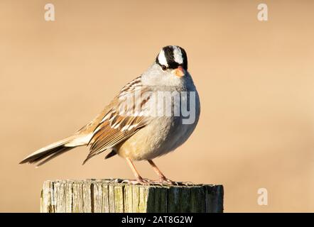 Schöner, weiß-bekrönter Sparrow auf einem Holzpfosten mit gedämpftem Winterhintergrund Stockfoto