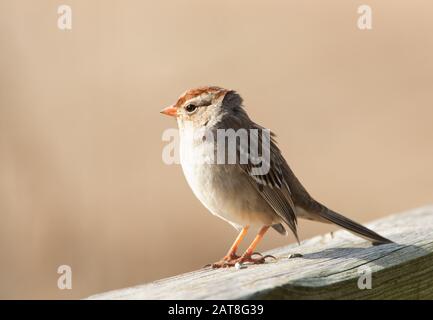 Unreife, weiß gekleidete Sparrow, die in der Wintersonne auf Holzgeländer sitzen Stockfoto