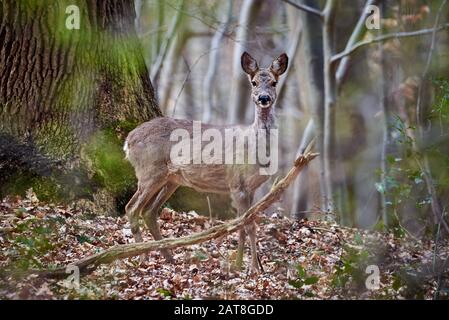 Neugierig Rehe im Wald (Hyla arborea) Stockfoto