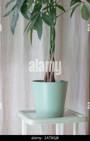 Vintage-Innendesign mit einem Pachira Aquatica Money Tree mit einem geflochtenen Baumstamm. Hauseigenes Pflanzendesign auf hellbraunem Naturhintergrund Stockfoto