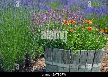 Alte Holztonnenbretter im Lavendelgarten Stockfoto