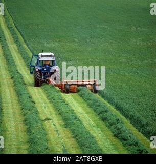 Ford-Traktor mit dem Vicon Olympus Mäher, der üppige Ryegrasleys in Reihen mäht, um nach Silage zu forsten, Berkshire Stockfoto