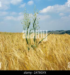 Wilde Hafer (Avena fatua) blühende Gräser mit grünen Blättern und Rispen in reifen goldenen Gerstenbefall Stockfoto