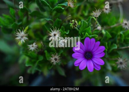 Wunderschöne violette Blume Stockfoto