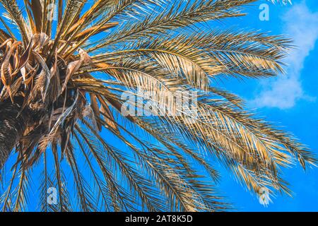 Grüne Palme schließen sich gegen blauen Himmel auf Mallorca, Spanien Stockfoto