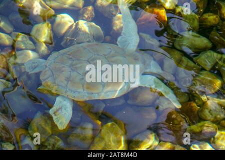 Nahaufnahme der Albino-Meeresschildkröte. Weiße Schildkröte schwimmt in klarem Wasser. Stockfoto