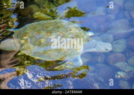 Nahaufnahme der Albino-Meeresschildkröte. Weiße Schildkröte schwimmt in klarem Wasser. Stockfoto