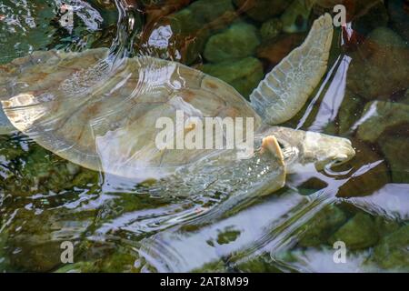 Nahaufnahme der Albino-Meeresschildkröte. Weiße Schildkröte schwimmt in klarem Wasser. Stockfoto
