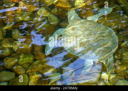 Nahaufnahme der Albino-Meeresschildkröte. Weiße Schildkröte schwimmt in klarem Wasser. Stockfoto