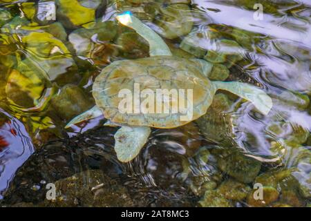 Nahaufnahme der Albino-Meeresschildkröte. Weiße Schildkröte schwimmt in klarem Wasser. Stockfoto