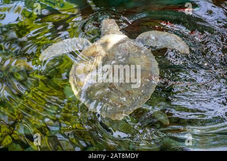 Nahaufnahme der Albino-Meeresschildkröte. Weiße Schildkröte schwimmt in klarem Wasser. Stockfoto