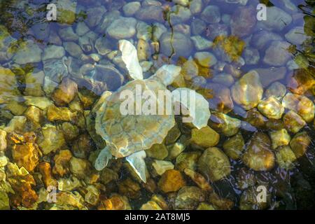 Nahaufnahme der Albino-Meeresschildkröte. Weiße Schildkröte schwimmt in klarem Wasser. Stockfoto