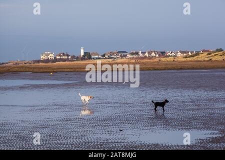 Hunde, die an einem sonnigen Wintertag am Strand in West Kirby auf der Wirral Peninsular England spielen Stockfoto