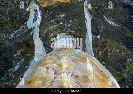Nahaufnahme der Albino-Meeresschildkröte. Weiße Schildkröte schwimmt in klarem Wasser. Stockfoto