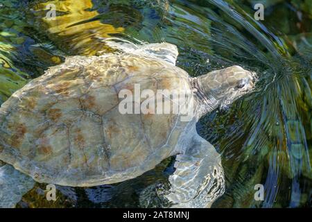 Nahaufnahme der Albino-Meeresschildkröte. Weiße Schildkröte schwimmt in klarem Wasser. Stockfoto