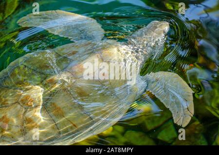 Nahaufnahme der Albino-Meeresschildkröte. Weiße Schildkröte schwimmt in klarem Wasser. Stockfoto