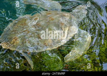 Nahaufnahme der Albino-Meeresschildkröte. Weiße Schildkröte schwimmt in klarem Wasser. Stockfoto