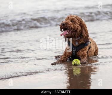 Ein Außenporträt eines Aprikosenhündchens und seines Balls, der in der Nordsee am Strand in St Andrews, Schottland, sitzt Stockfoto