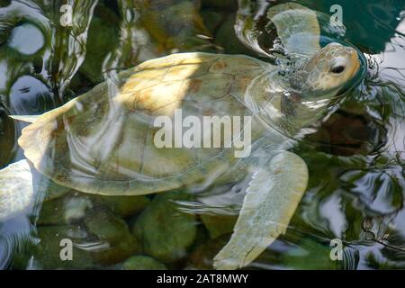Nahaufnahme der Albino-Meeresschildkröte. Weiße Schildkröte schwimmt in klarem Wasser. Stockfoto