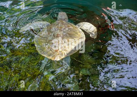 Nahaufnahme der Albino-Meeresschildkröte. Weiße Schildkröte schwimmt in klarem Wasser. Stockfoto