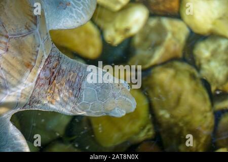 Nahaufnahme der Albino-Meeresschildkröte. Weiße Schildkröte schwimmt in klarem Wasser. Stockfoto