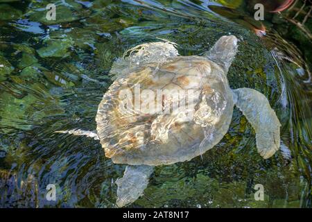Nahaufnahme der Albino-Meeresschildkröte. Weiße Schildkröte schwimmt in klarem Wasser. Stockfoto